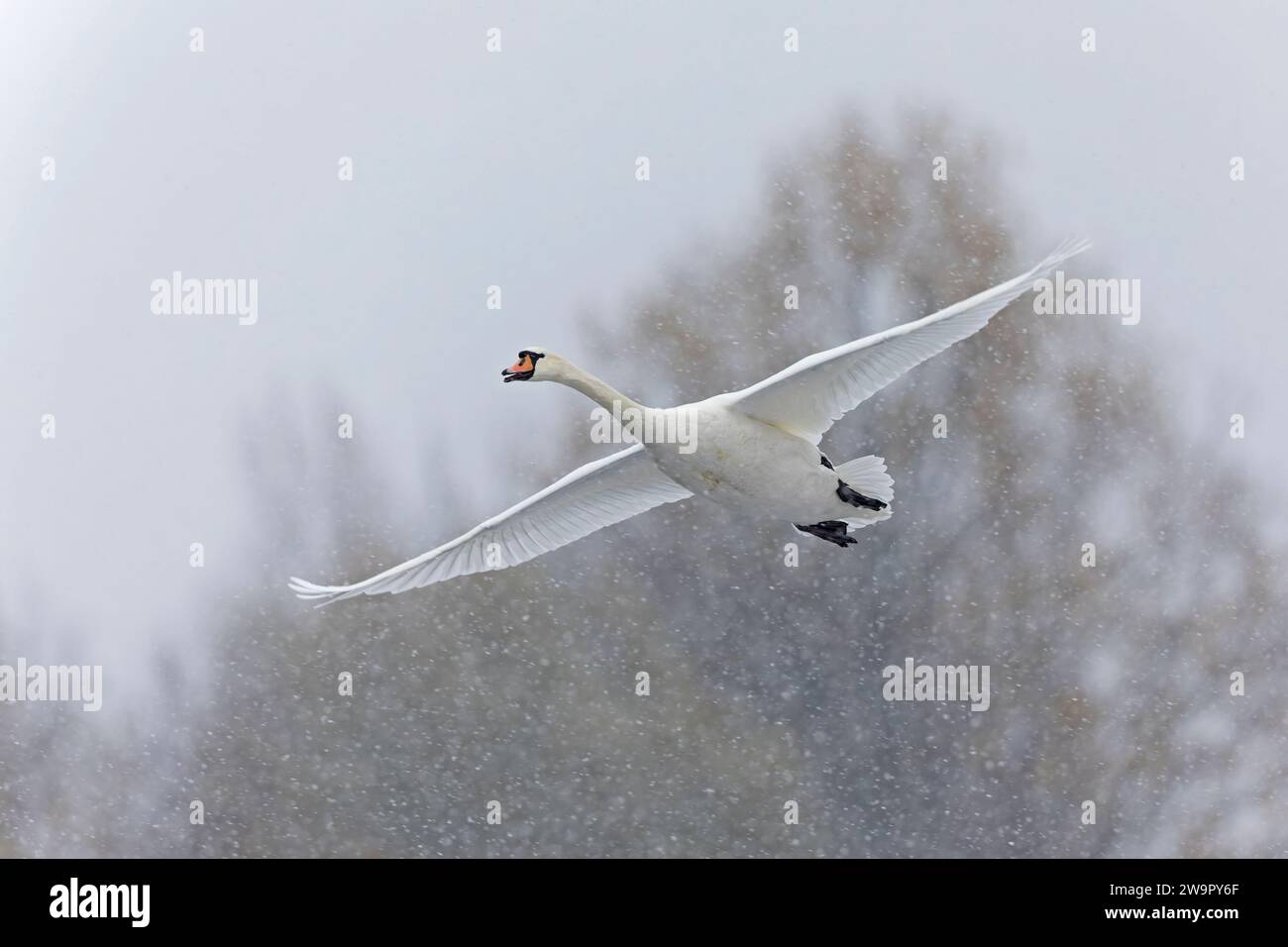 Mute swan (Cygnus olor) in flight in heavy snowfall. Stock Photo