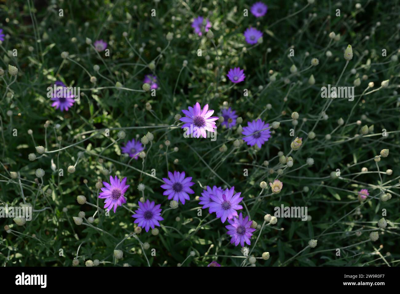 Purple flower of Annual Everlasting or Immortelle, Xeranthemum annuum, macro, selective focus. Stock Photo