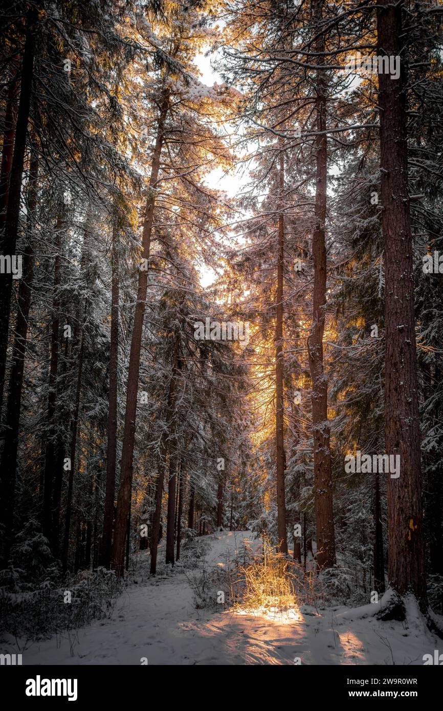Russia taiga forest hi-res stock photography and images - Alamy