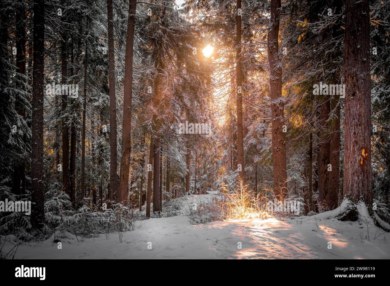 The beautiful winter forest with snow-covered pine trees with the sunset colors during the cold evening in Siberian taiga at Khanty-Mansiysk, Russia. Stock Photo
