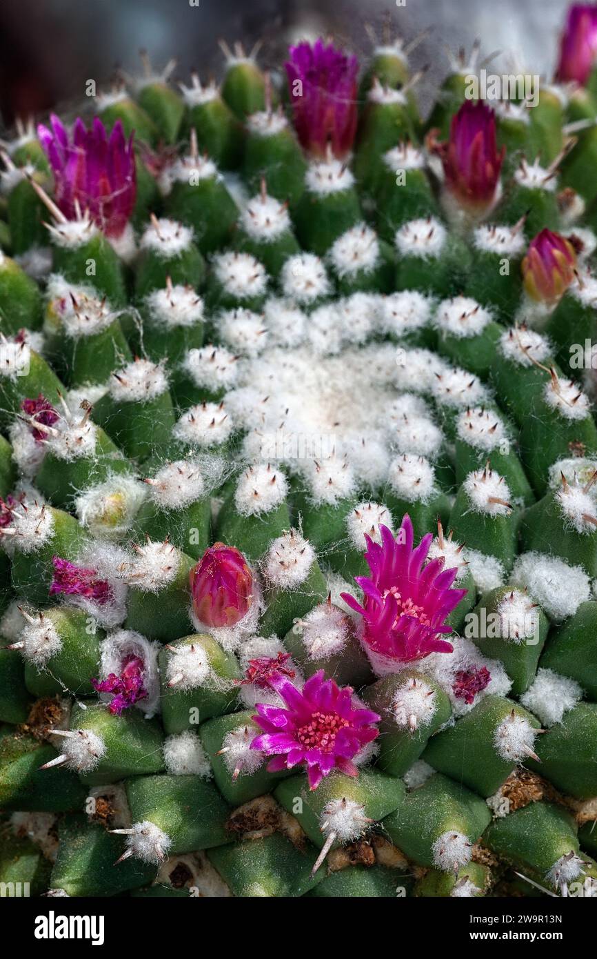 Mammillaria centricirrha hi-res stock photography and images - Alamy