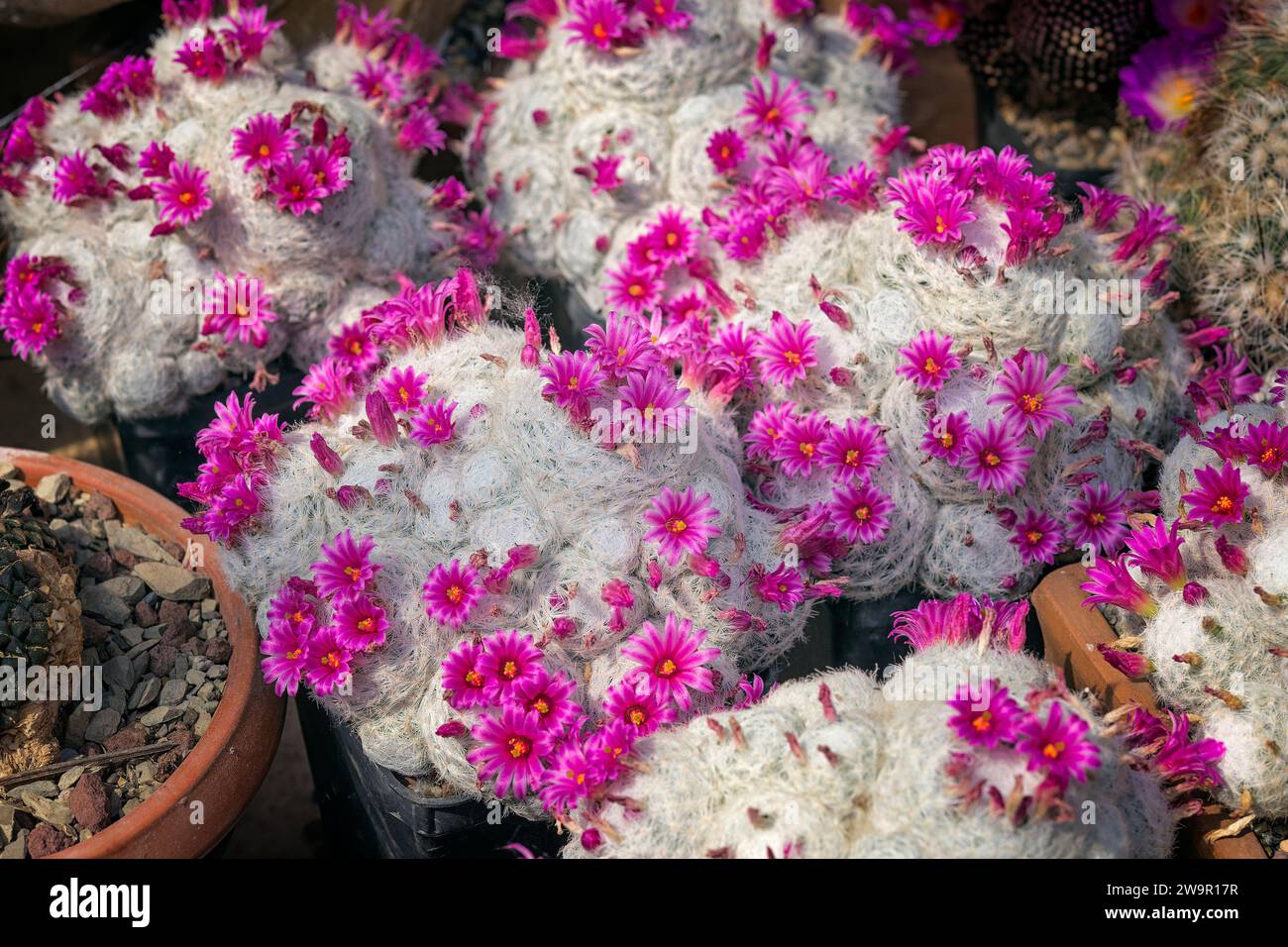 Mammillaria humboldtii hi-res stock photography and images - Alamy