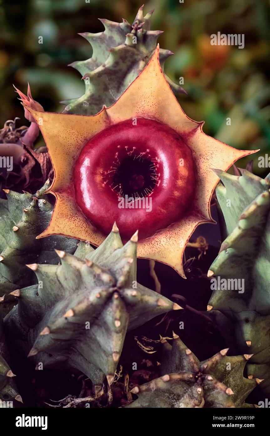 Huernia zebrina subsp insigniflora hi-res stock photography and images ...