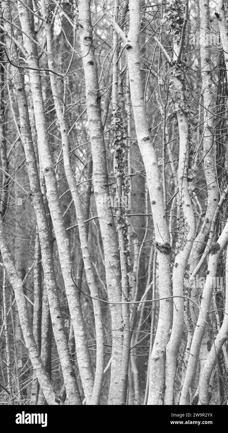 Patterns in nature tree trunks stock photo alamy