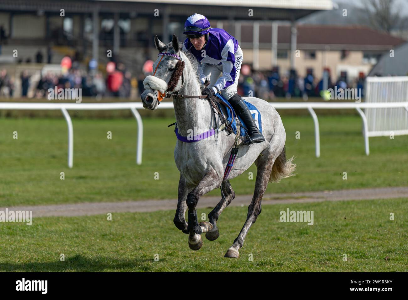 Racehorse, Stinggrey, running at Wincanton under jockey David Noonan, trained by Max Young Stock Photo