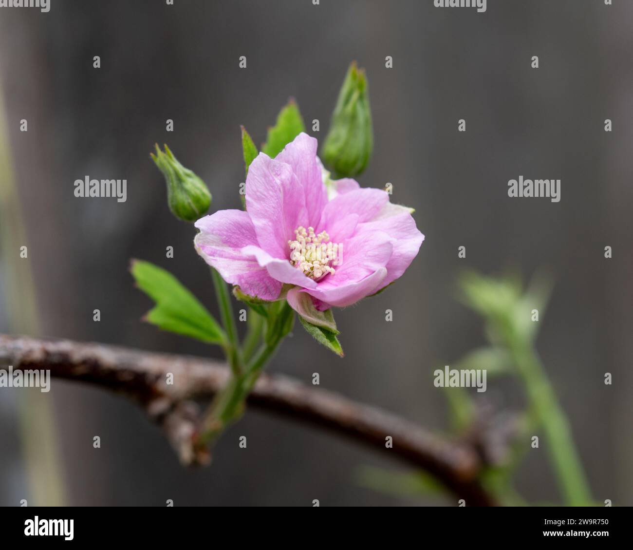 Pretty Pale pink thornless Blackberry vine flower and buds blooming on the woody stem Stock Photo