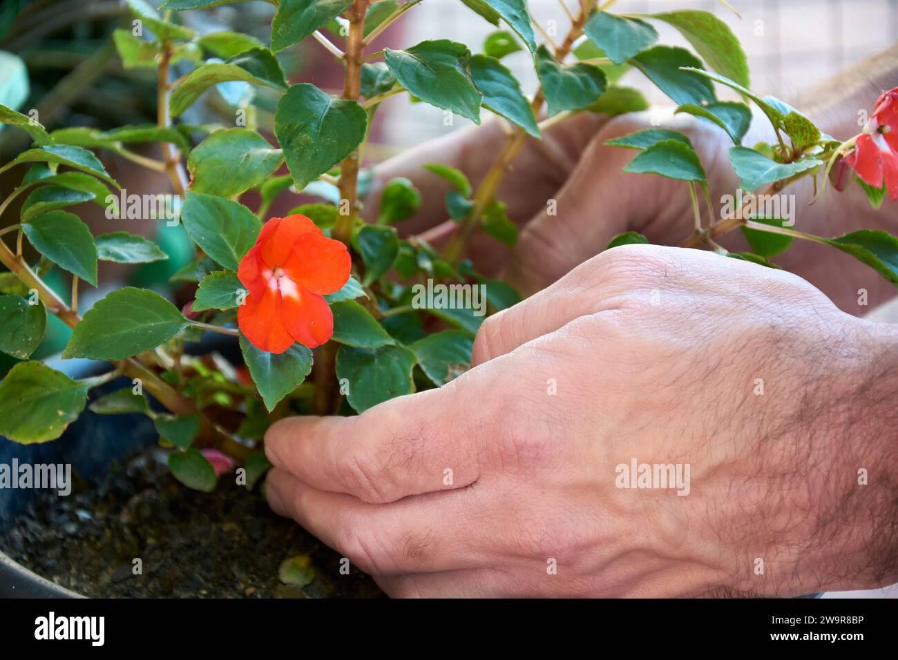 Close up of male hands and Impatiens Walleriana red blossoming flower. Young man taking care of the garden. Stock Photo