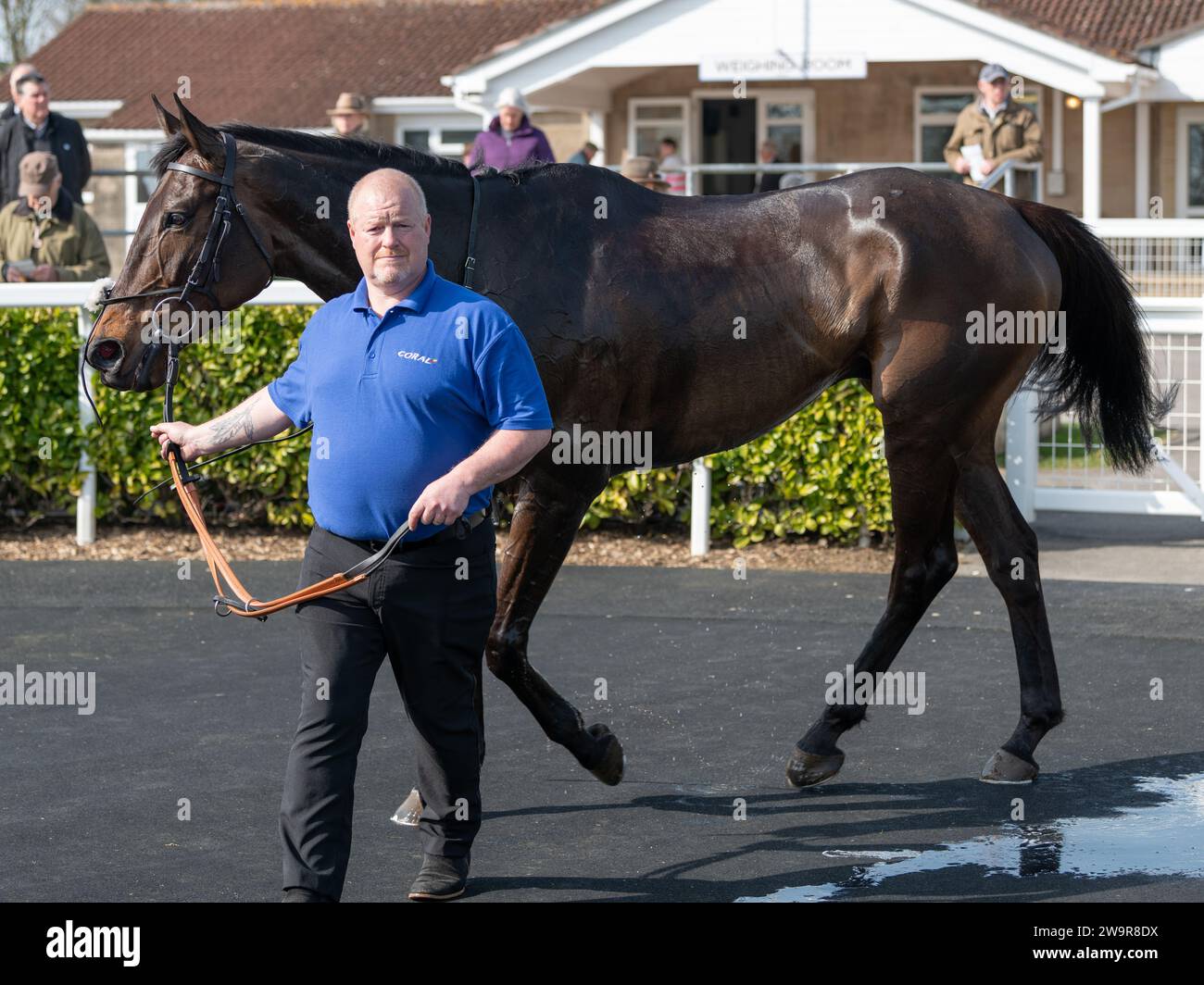 Ambion Hill in the parade ring after coming 2nd at Wincanton Stock Photo