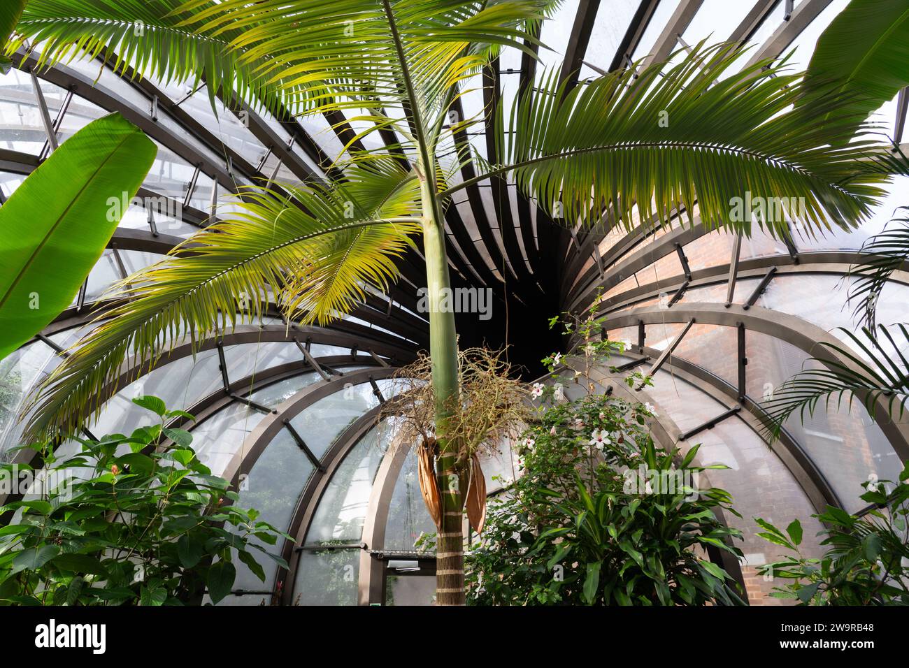 Interior of one of the intertwining cascading glasshouses with a hot and humid tropical climate at Bombay Sapphire, Laverstoke Mill. UK Stock Photo