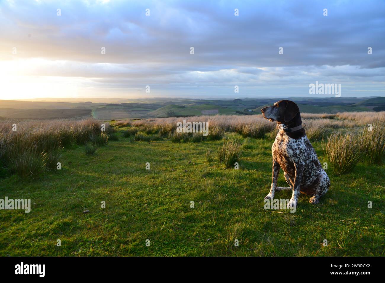 German Shorthaired Pointer enjoying the view of Scotland from the English border. Summer sunset at the Scottish boarders. Stock Photo