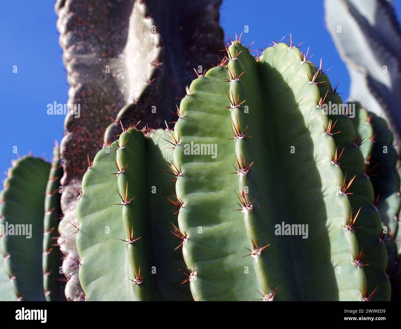 Close up of a cactus plant. Details of the spines. Stock Photo