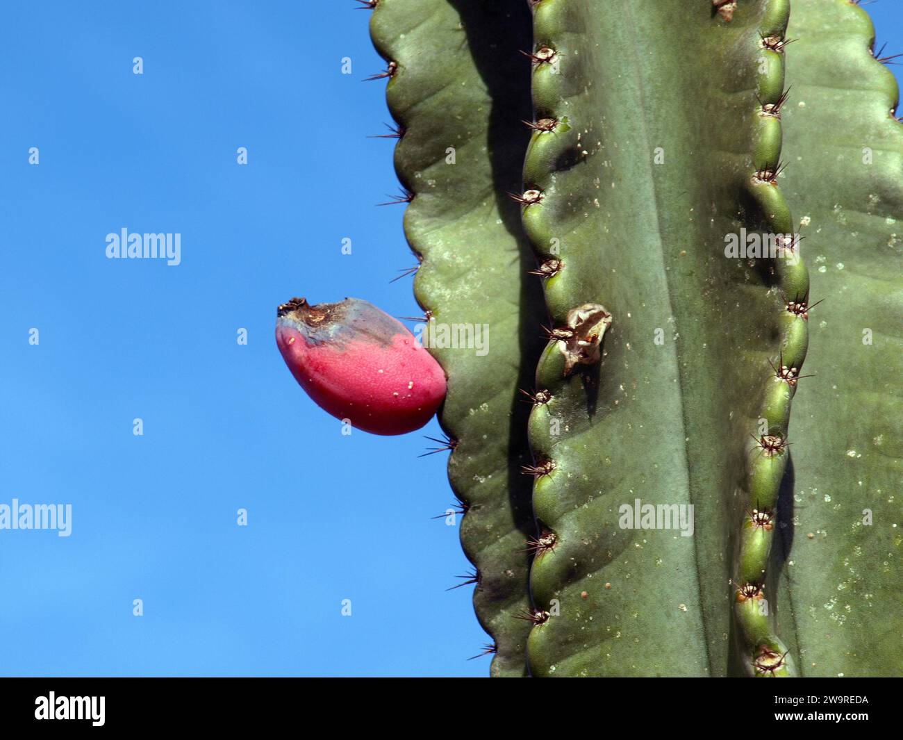 Close shot of a cactus fruit. Stock Photo