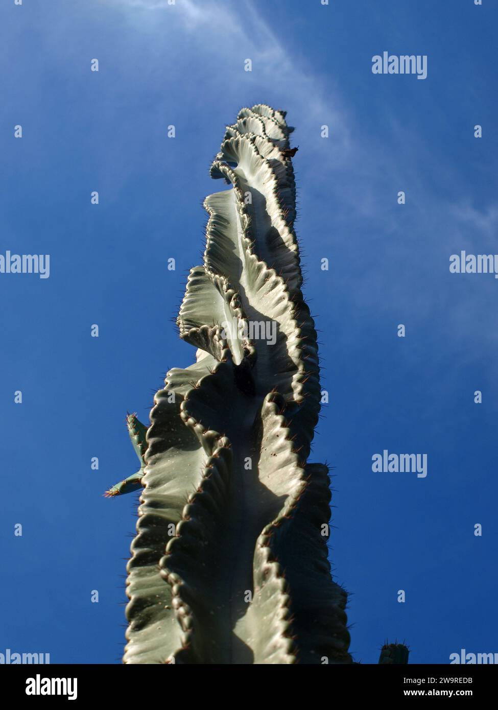 Large and tall twisted cactus in South Florida. Stock Photo