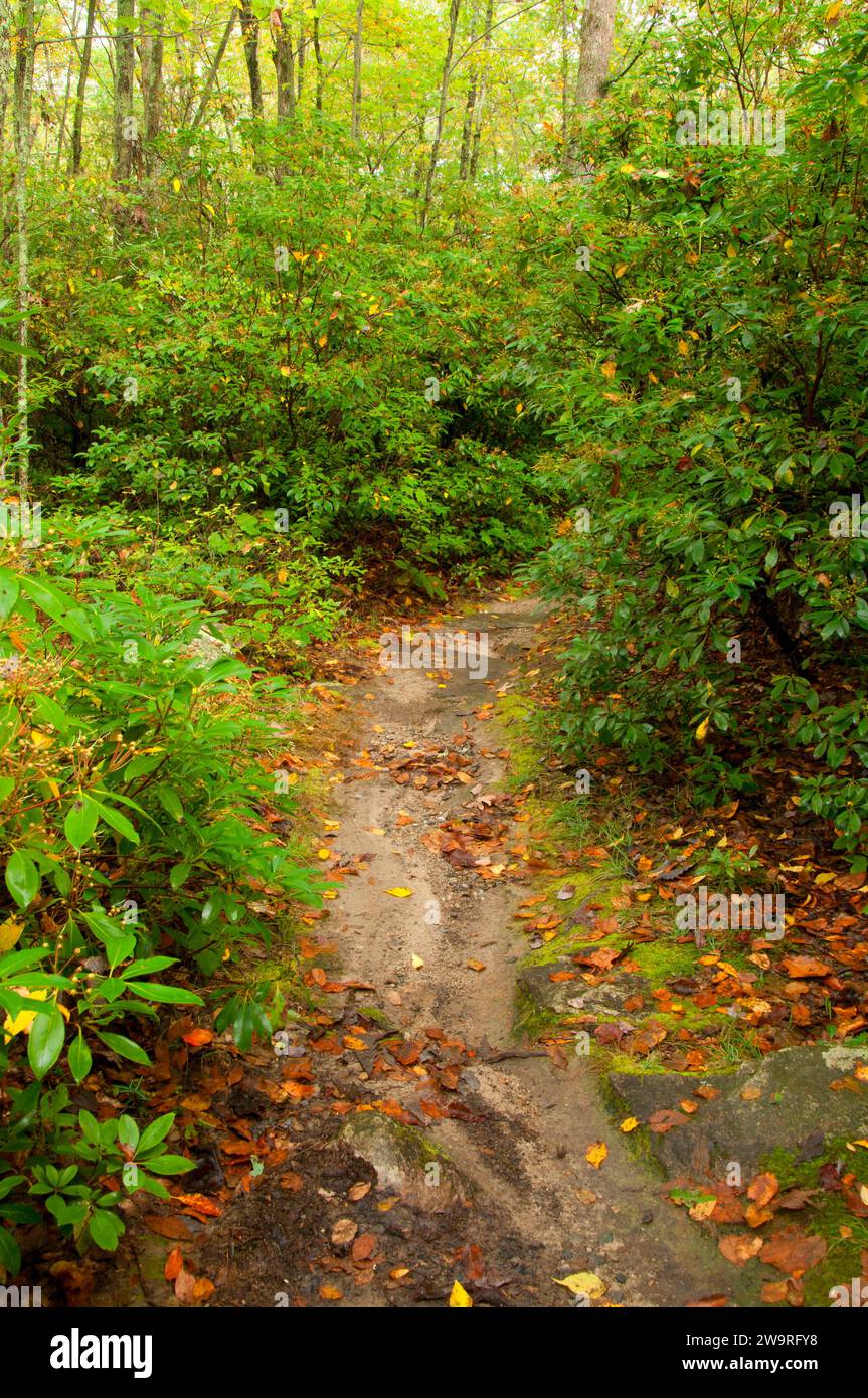 Hiking trail, Mashamoquet Brook State Park, Quinebaug and Shetucket