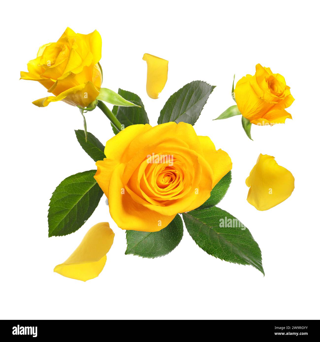 Beautiful yellow roses and green leaves in air on white background ...
