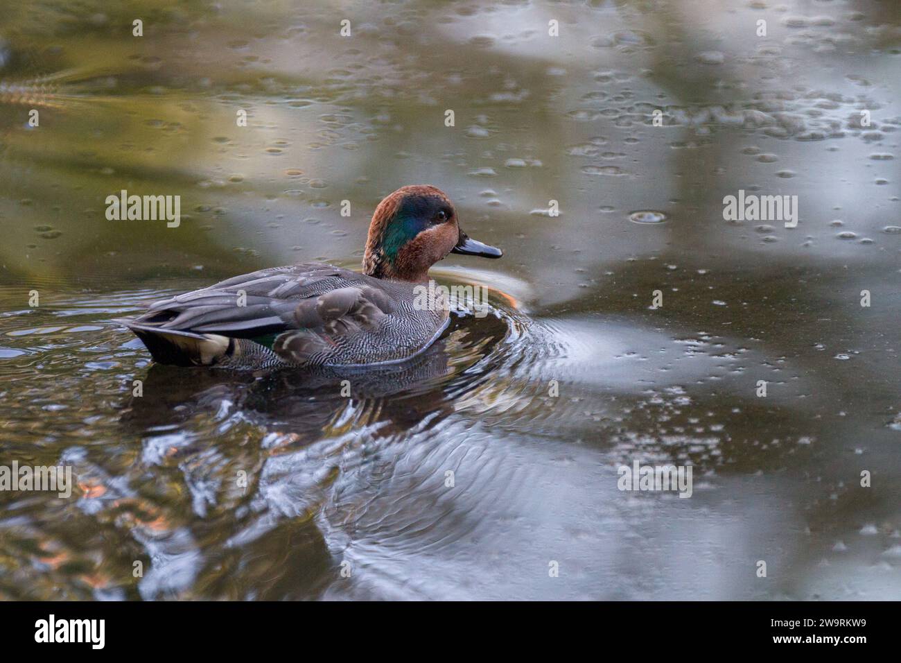 A Eurasian teal duck (Anas crecca,) swimming in a pond in Izumi no Mori park, Yamato, Kanagawa, Japan Stock Photo