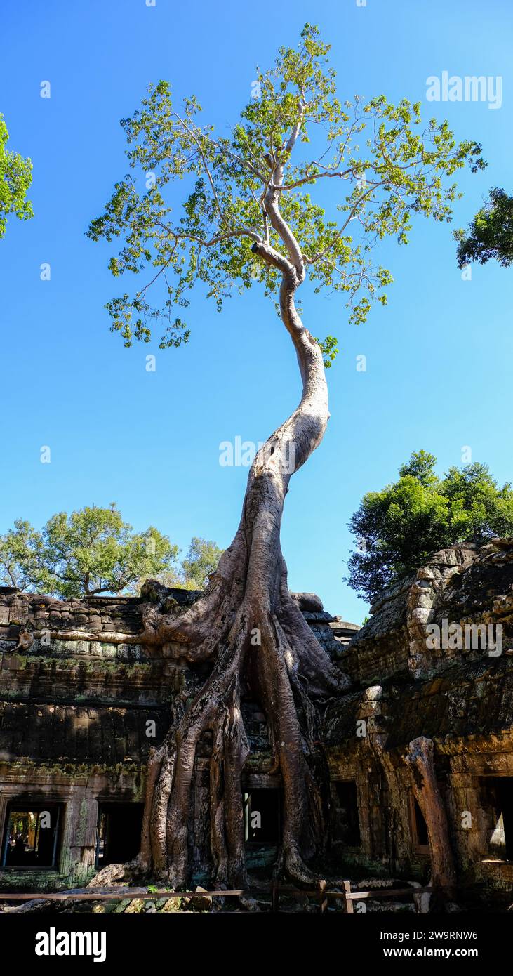 Ta Prohm is a temple in Angkor Archaeological Park near Siem Reap, Cambodia. It was a film site for Tomb Raider featuring Angelina Jolie. Stock Photo