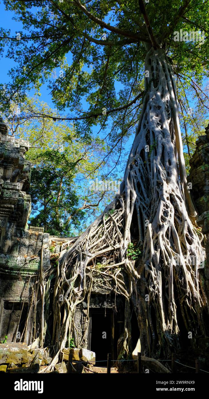 Ta Prohm is a temple in Angkor Archaeological Park near Siem Reap, Cambodia. It was a film site for Tomb Raider featuring Angelina Jolie. Stock Photo