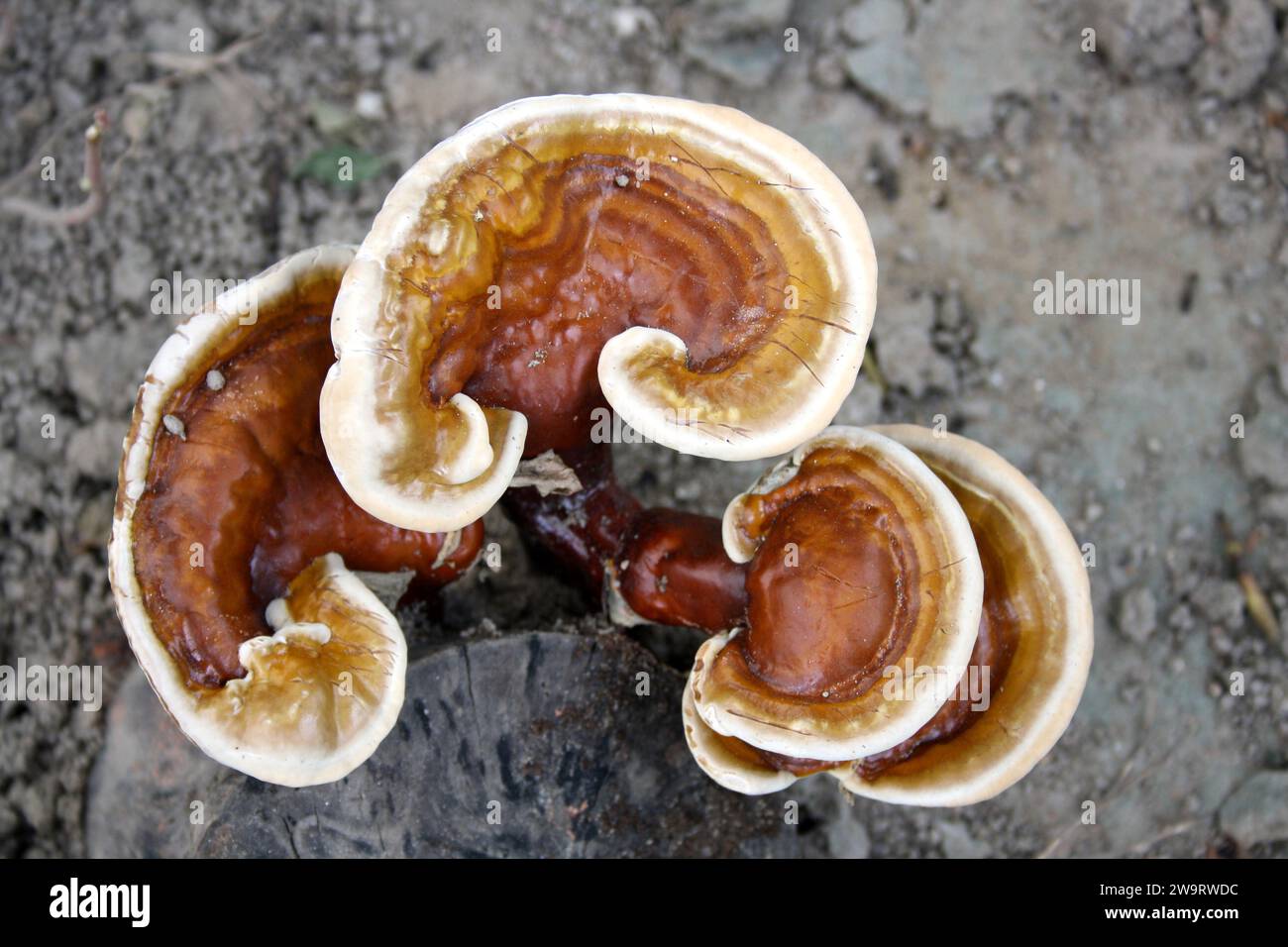 Lingzhi or Reishi mushrooms (Ganoderma lucidum) growing on a dead tree stump : (pix Sanjiv Shukla) Stock Photo