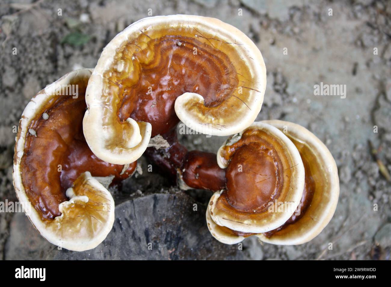 Lingzhi or Reishi mushrooms (Ganoderma lucidum) growing on a dead tree stump : (pix Sanjiv Shukla) Stock Photo