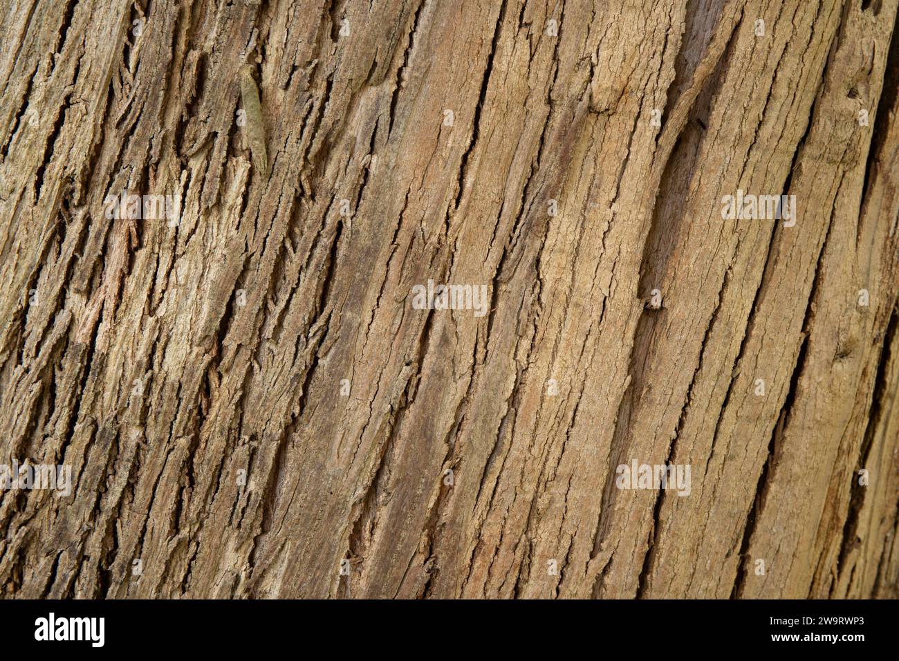 The outer bark of a eucalyptus tree Stock Photo