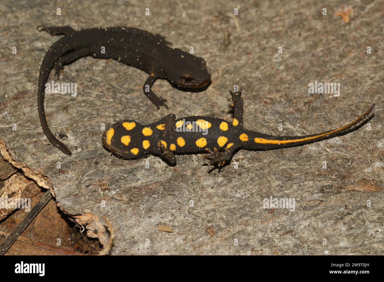 Detailed closeup on 2 juvenile of the endangered Hongkong warty newt