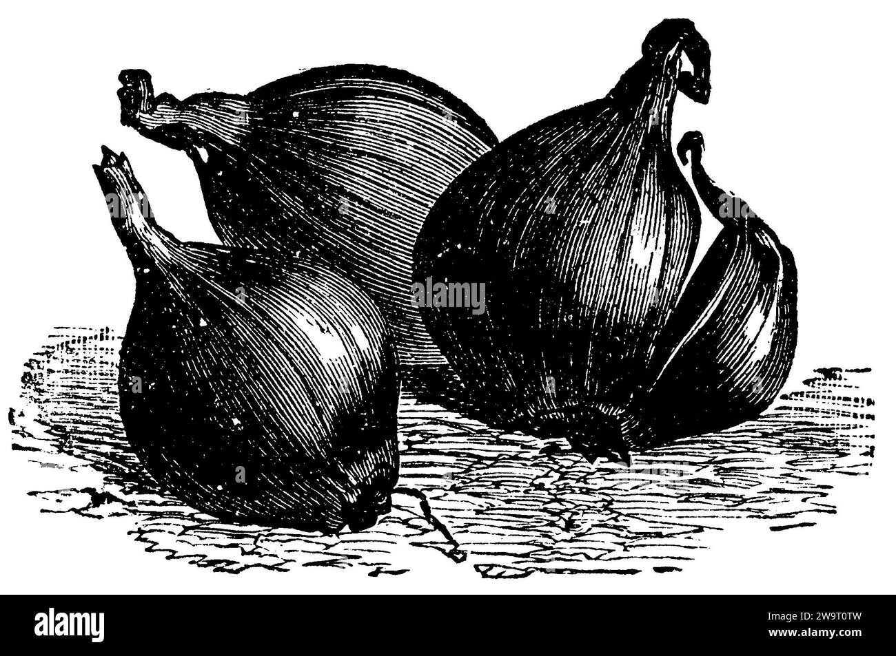 Allium cepa var aggregatum Black and White Stock Photos &amp; Images - Alamy