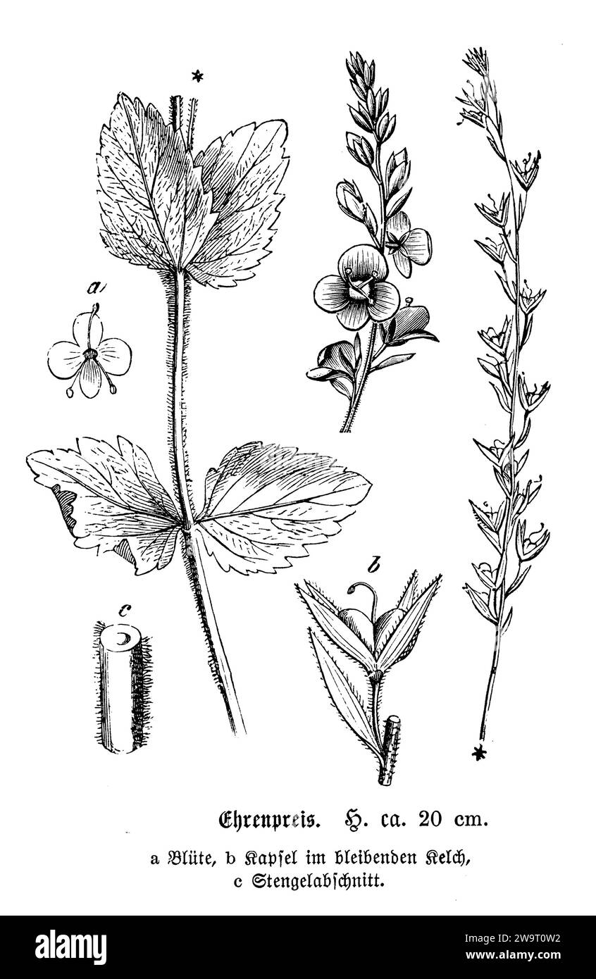 bird's-eye speedwell, Veronica chamaedrys, anonym (natural history book, 1886), Gamander-Ehrenpreis, Véronique petit-chêne Stock Photo
