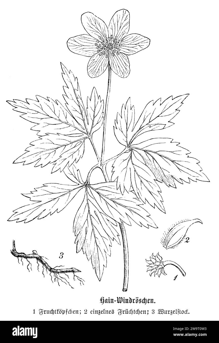 wood anemone, Anemone nemorosa, anonym (botany book, 1880), Buschwindröschen, Anémone sylvie