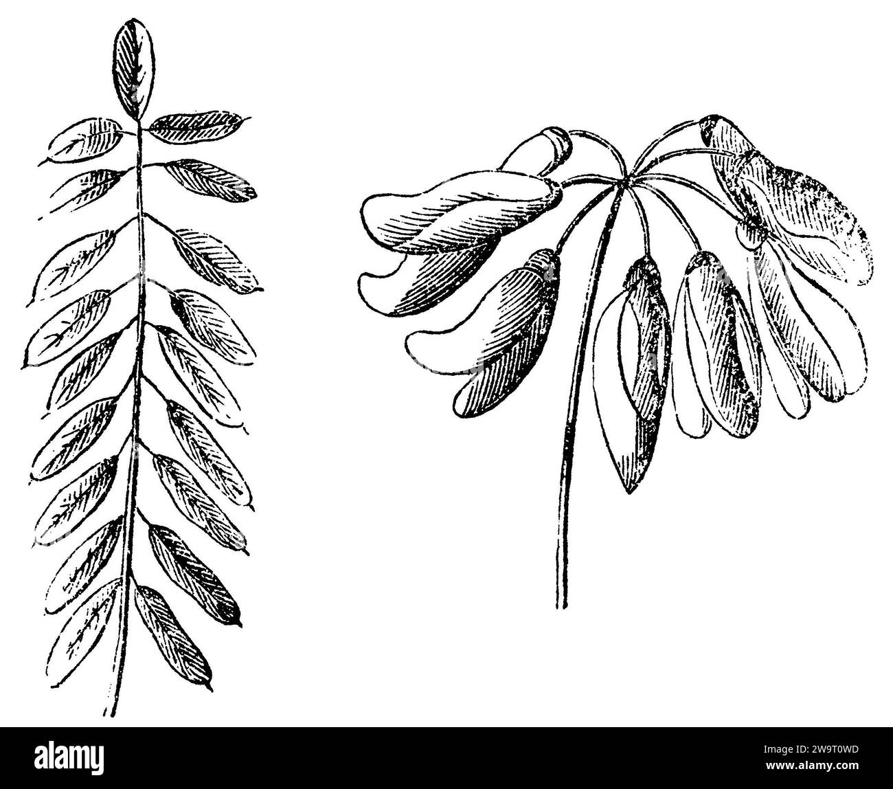 Crownvetch, Securigera varia, anonym (biology book, 1878), Bunte Kronwicke, Coronille bigarrée Stock Photo