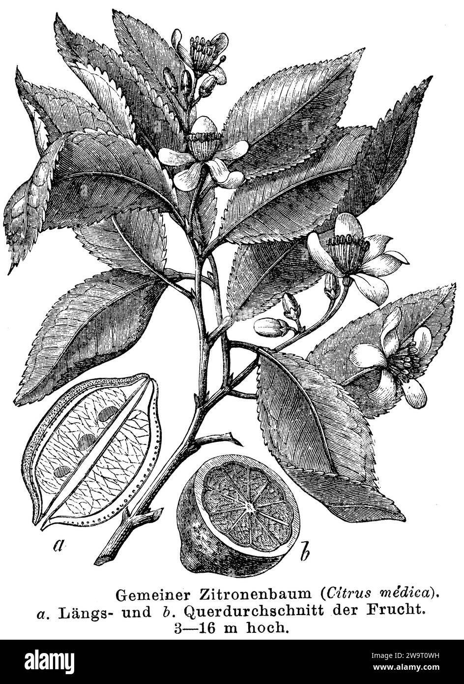 Lemon, Citrus limon, anonym (botany book, 1892), Zitrone, citron Stock Photo