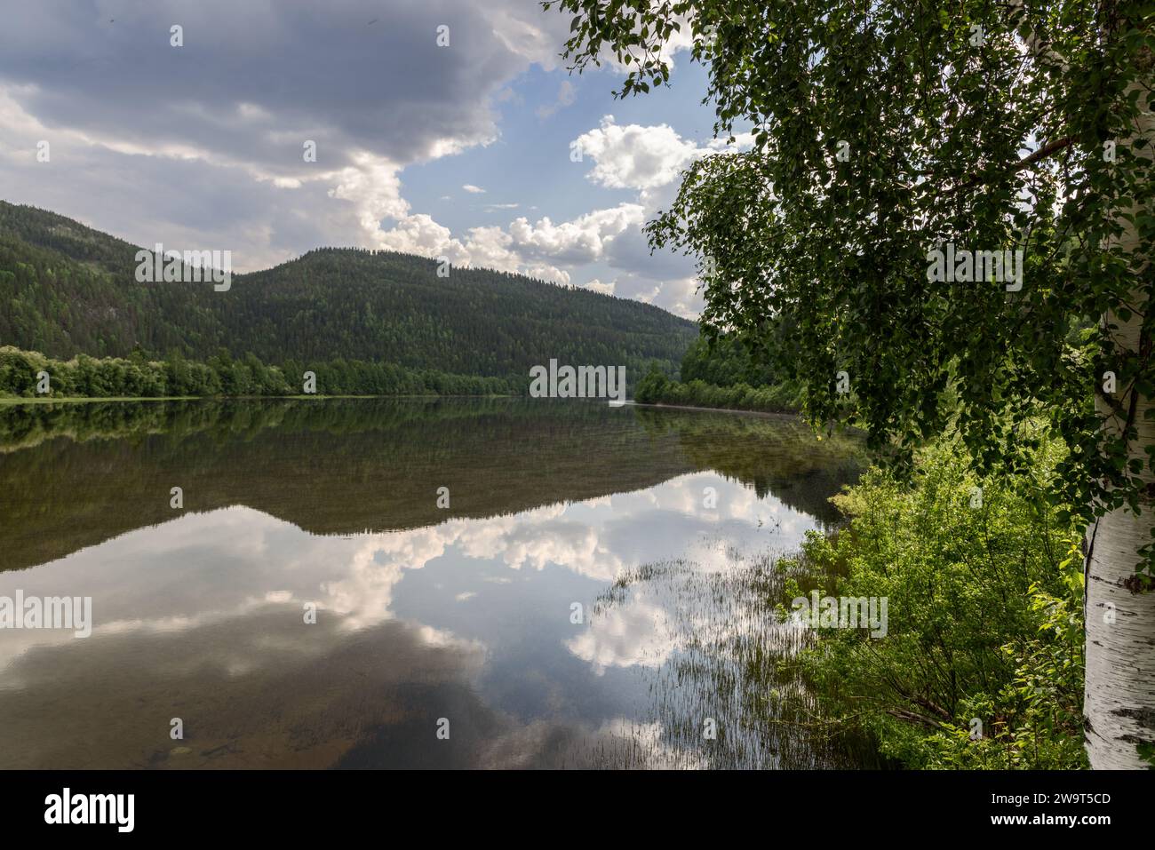 Tranquil scene from a riverbank, peering through birch branches over Norway's serene Glomma River Stock Photo