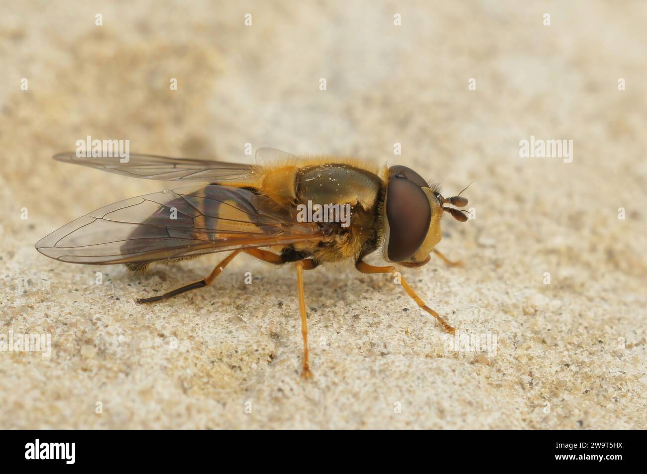 Detailed closeup of the Spring epistrophe hoverfly , Epistrophe eligans on a stone Stock Photo