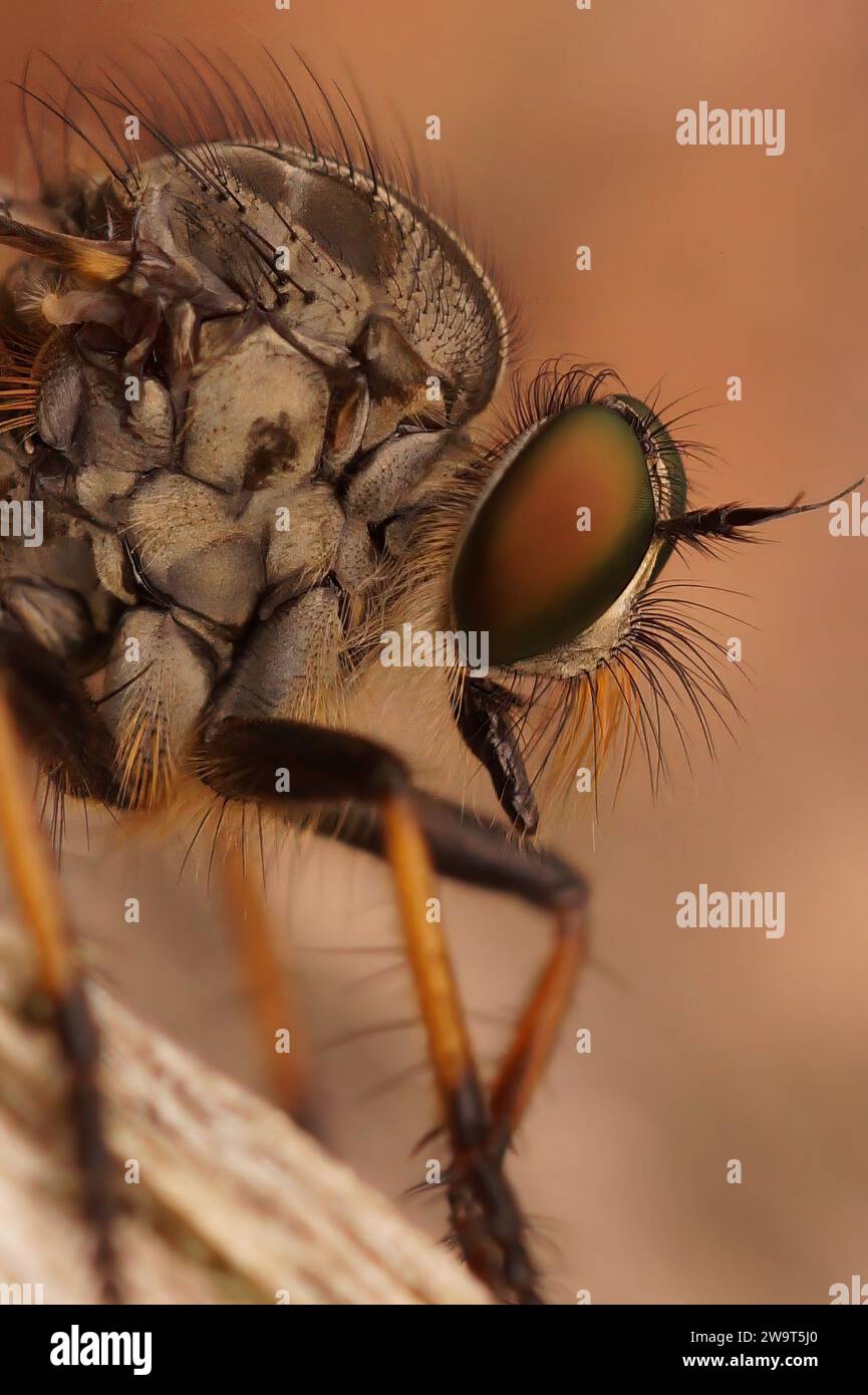 Natural detailed vertical closeup on a predator common awl robberfly ...