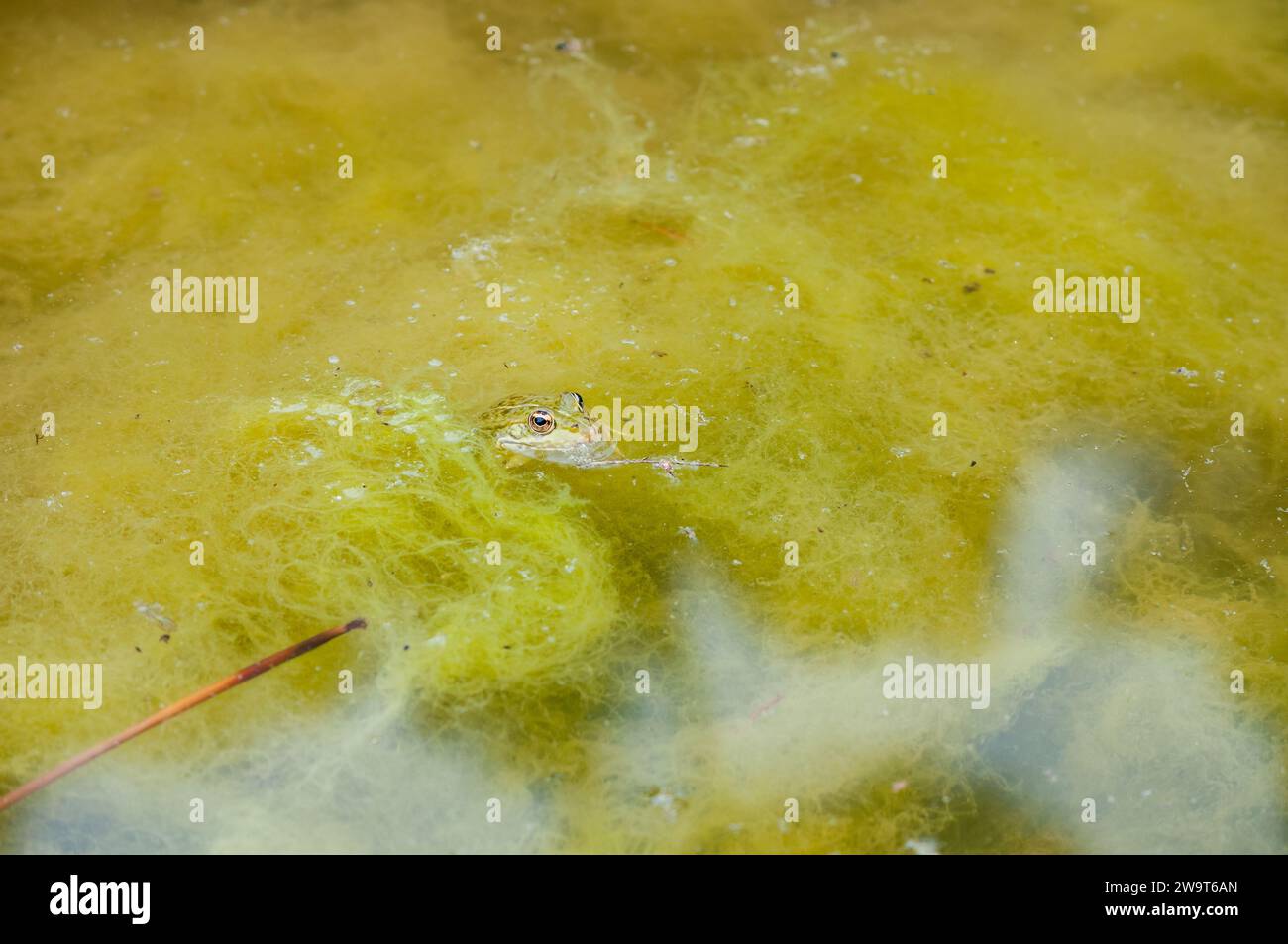 Iberian green frog, Pelophylax perezi, on a puddle, Catalonia, Spain Stock Photo