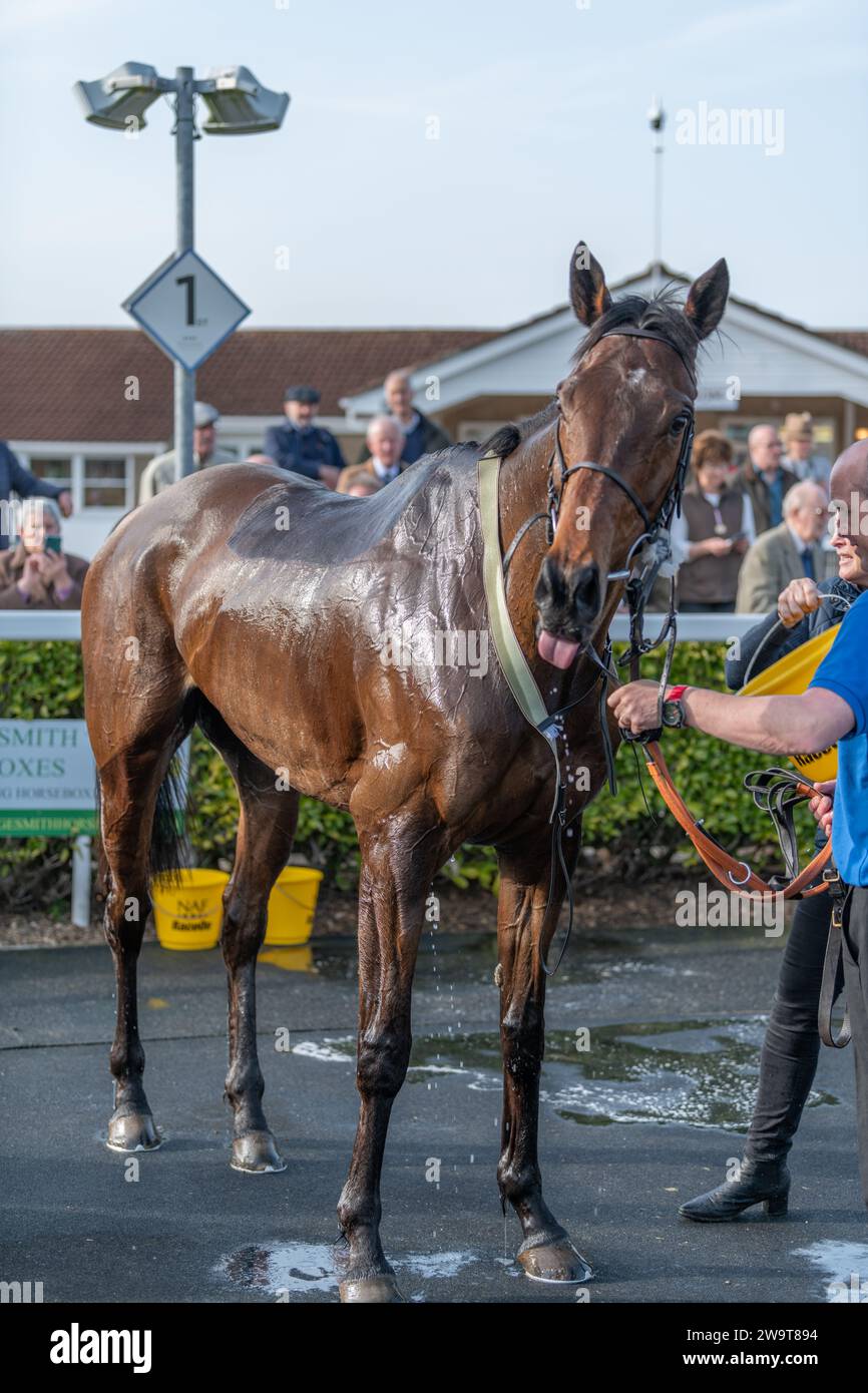 Name in Lights with jockey Brendan Powell and groom Richie in winner's position in the post race parade for the fourth race at Wincanton, March 21st 2 Stock Photo