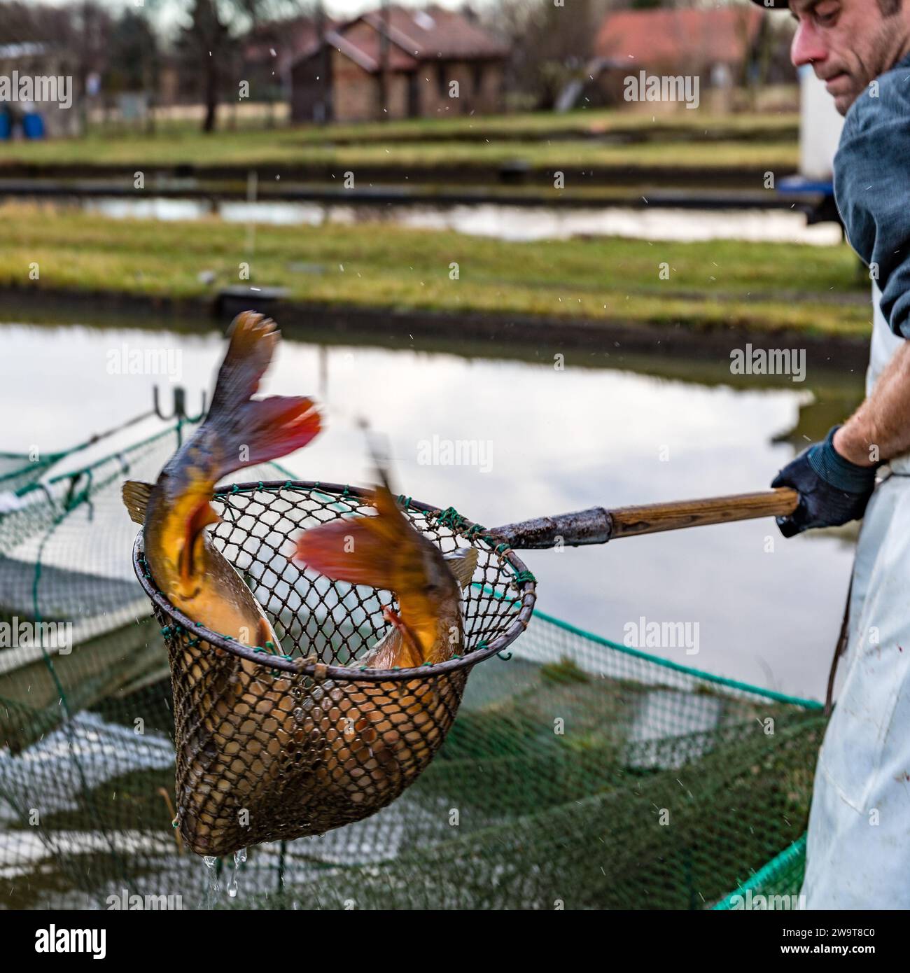 Landing a carp hi-res stock photography and images - Alamy