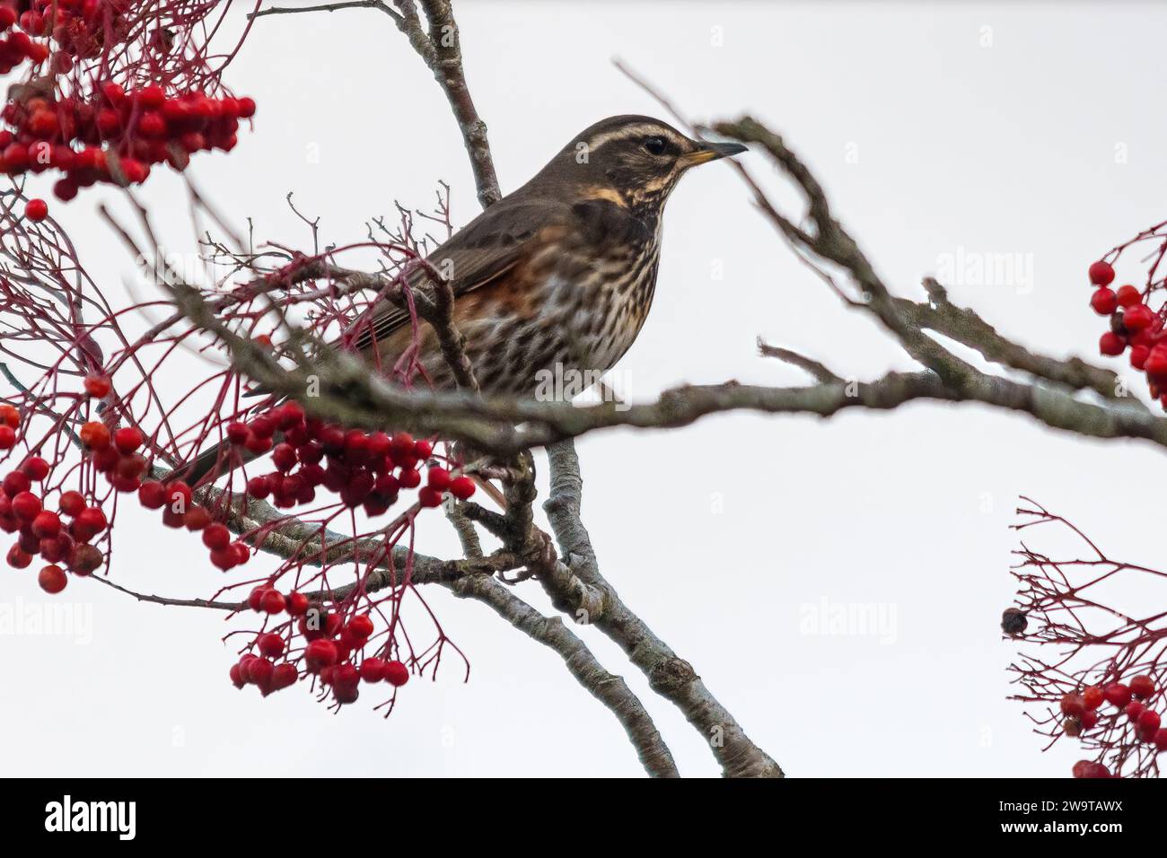 Redwing bird (Turdus iliacus) perched in a rowan tree among red berries in winter, England, UK Stock Photo
