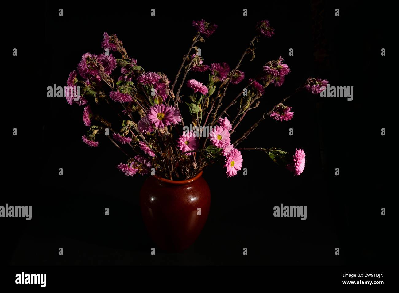 wilted pink Chrysanthemum flowers in a vase on a black background. Front view. Stock Photo