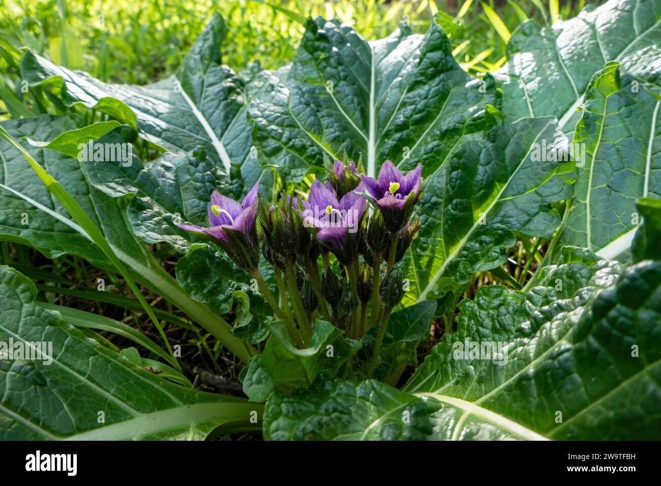 Violet flowers of wild Mandragora plant among green leaves close-up Stock Photo
