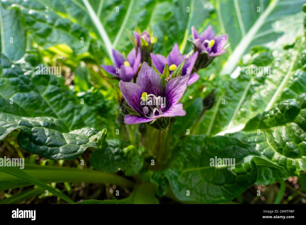 Violet flowers of wild Mandragora plant among green leaves close-up Stock Photo
