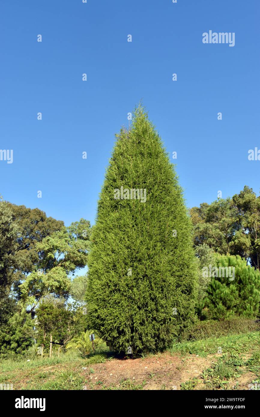 Spanish juniper (Juniperus thurifera) grown in a park Stock Photo