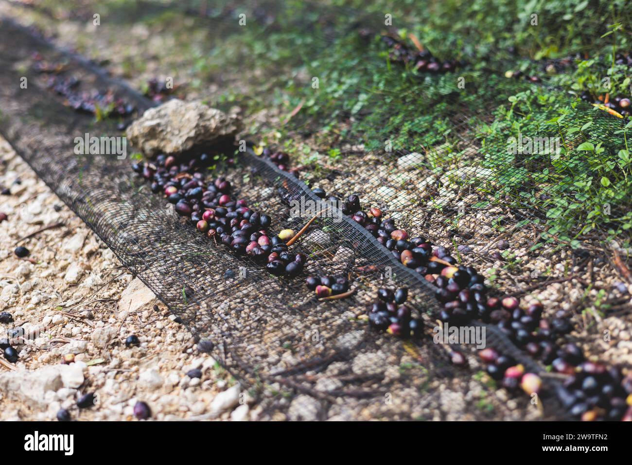Process of harvesting collecting olives, pile bunch of fresh harvested