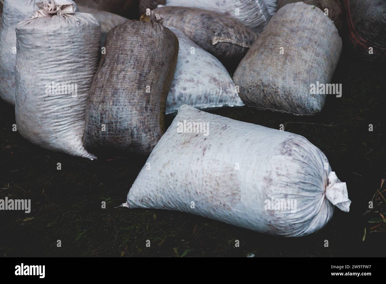 Process of harvesting collecting olives in sacks, bags sack full of