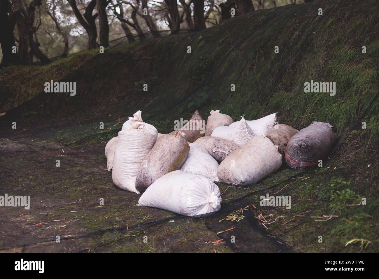 Process of harvesting collecting olives in sacks, bags sack full of