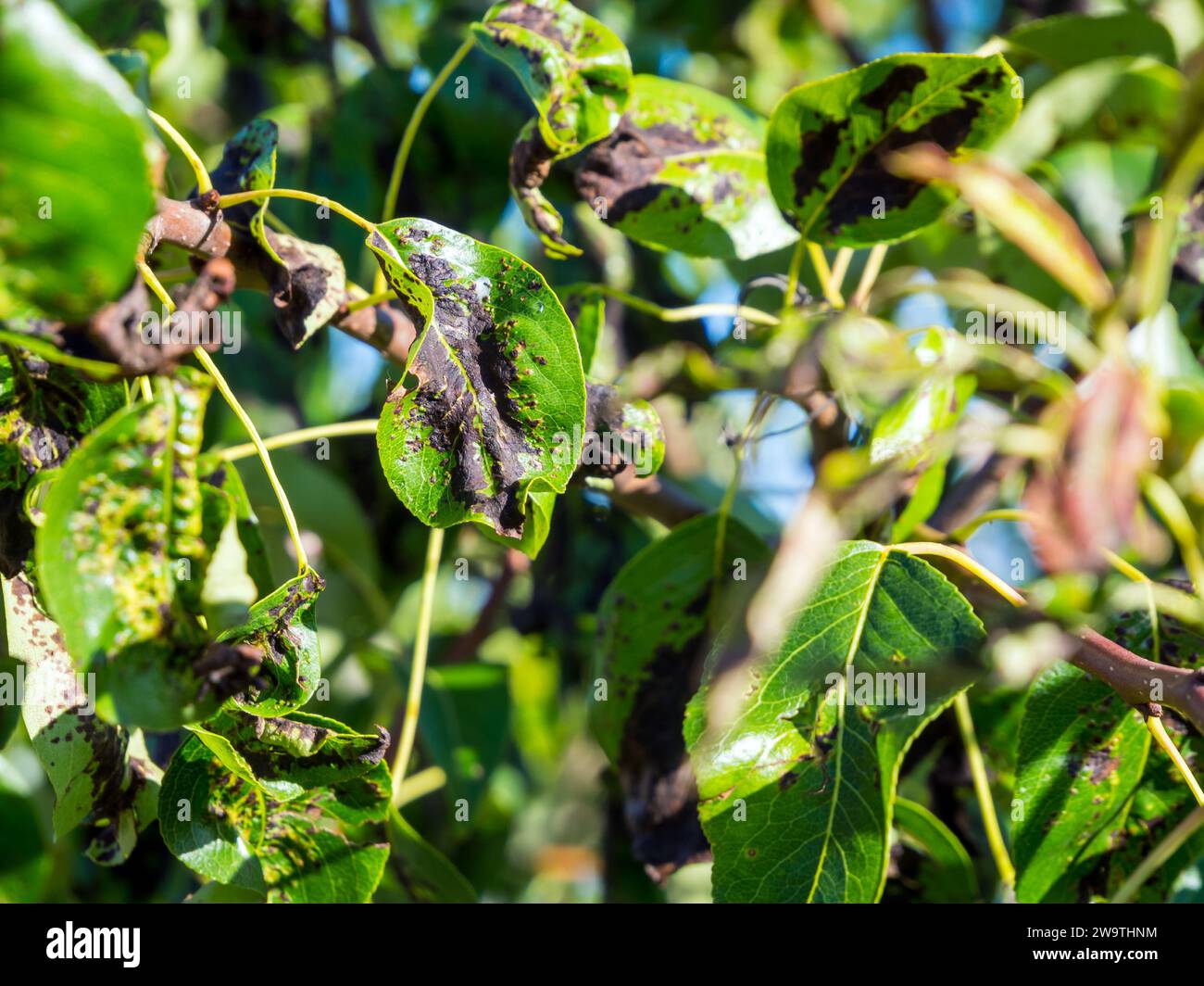 Blackened and deformed leaves of a young pear Stock Photo