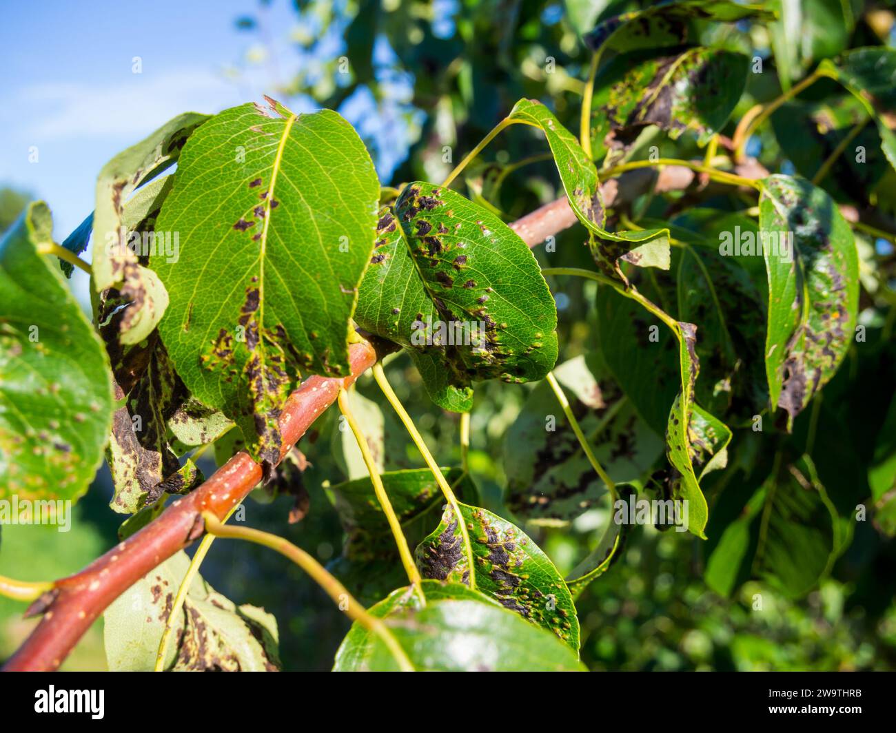 Scab-affected young pear tree Stock Photo
