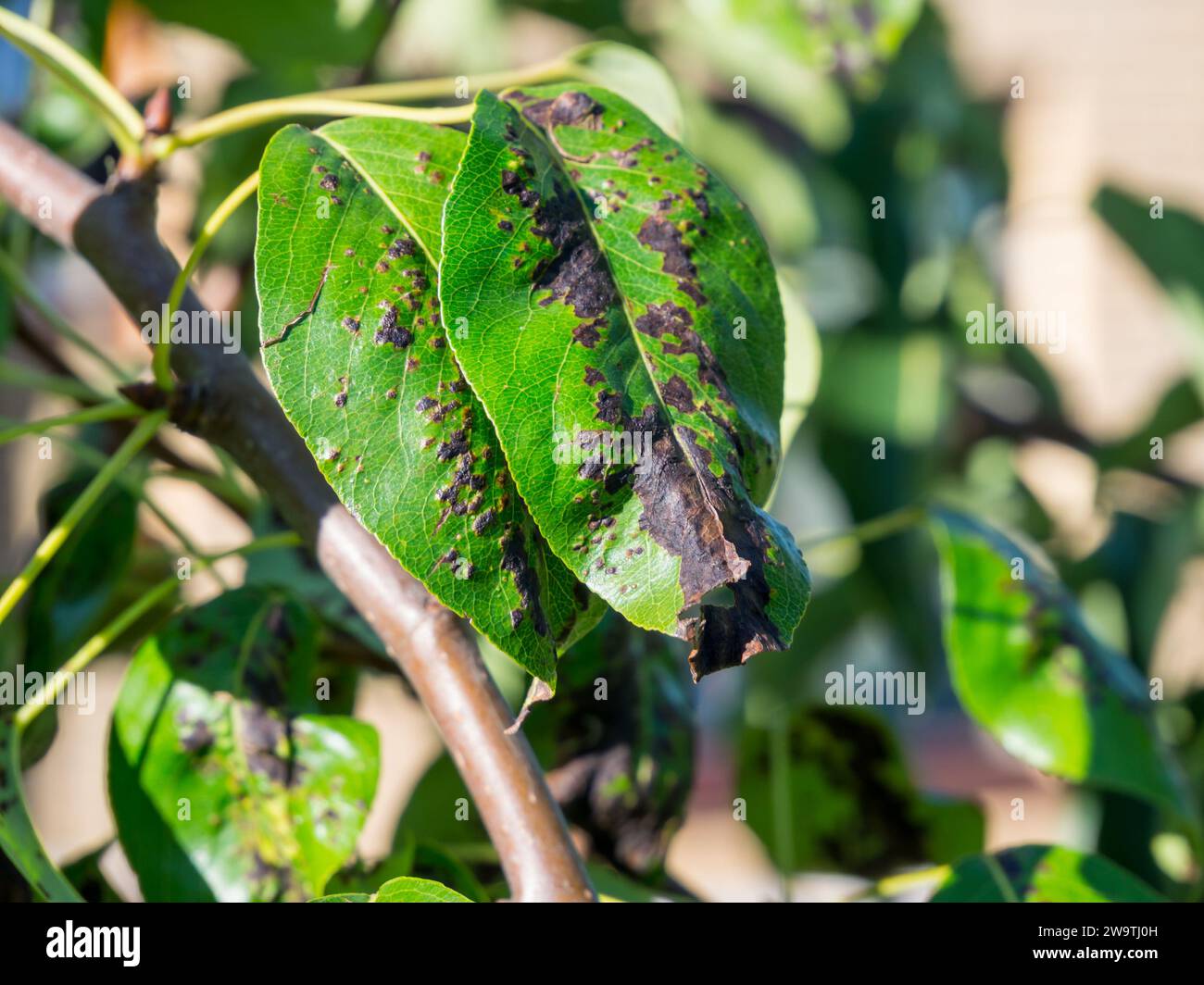 Blackened and twisted leaves of a young pear Stock Photo