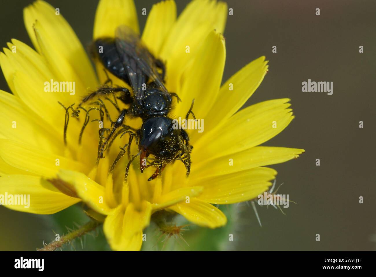 Natural colorful closeup on a black and sparsely-haired andrenid solitary bee, Panurgus in a yellow flower Stock Photo