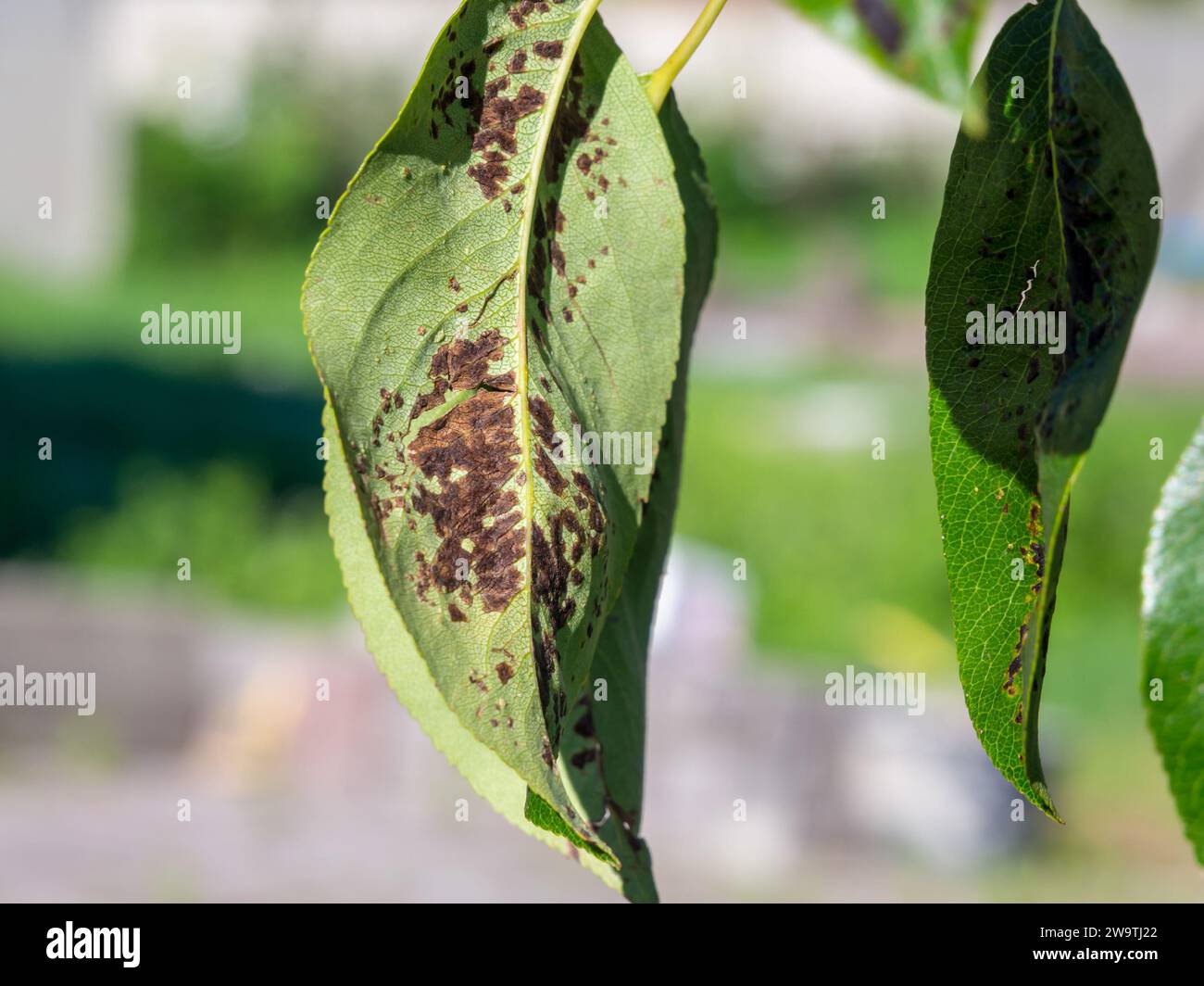 Pear leaves affected by fungal diseases Stock Photo